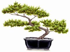 149 BONZAI A MAULEVRIER 2016_000038